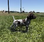 REALLY SHARP SHORTHAIR PUPS