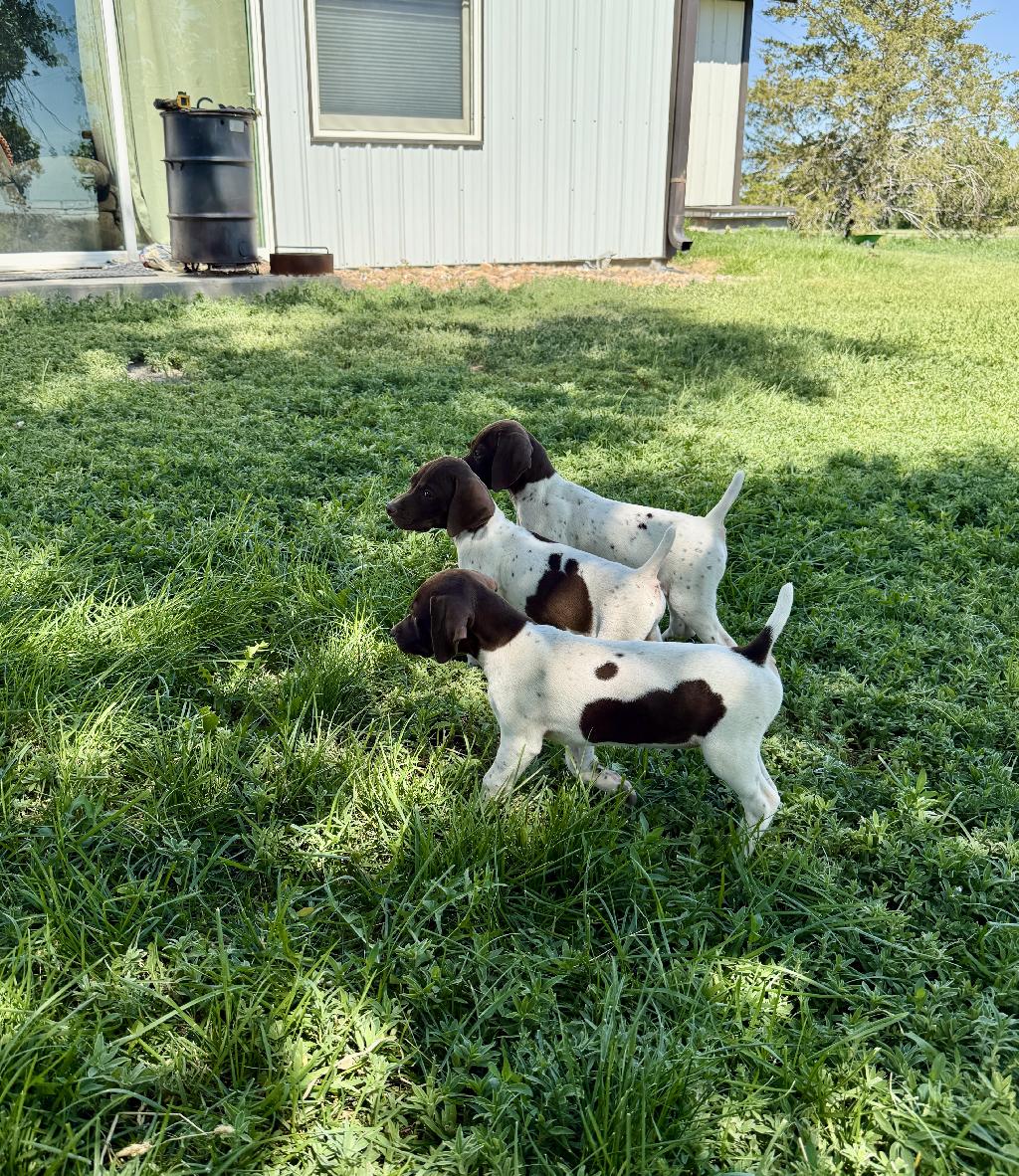 READY TO GO! German Shorthaired Pointer