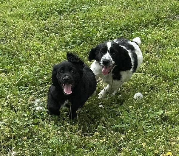 English Cocker Spaniel