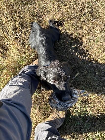 AKC  FLUSHING ENGLISH COCKER-READY TO HUNT English Cocker Spaniel