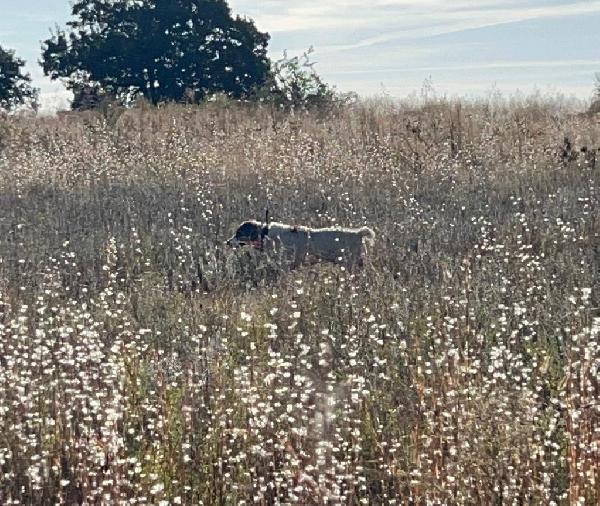 POLLIN WAS TERRABLE-COME ON FROST