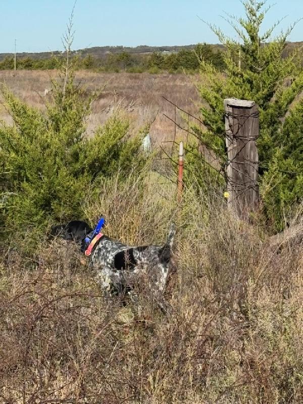 OLD FENCE LINES, CEDARS, BLACKBERRY BRIARS