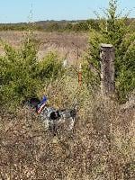OLD FENCE LINES, CEDARS, BLACKBERRY BRIARS