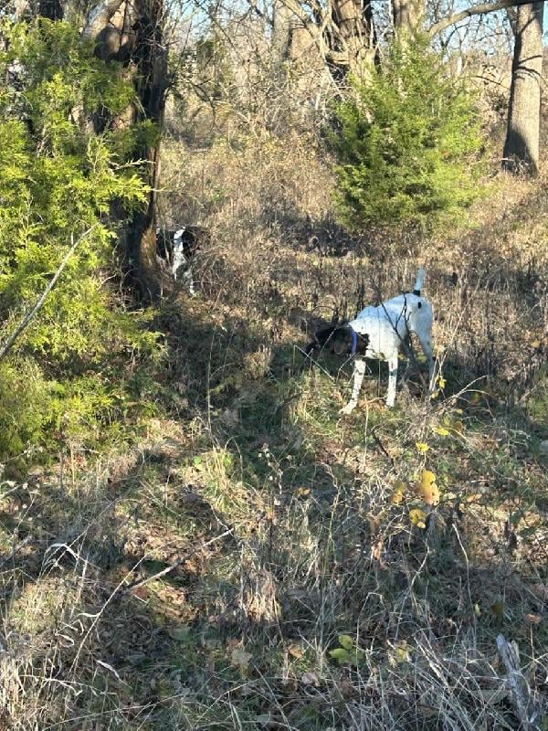 CEDARS, OAK GROVES, BRIARS