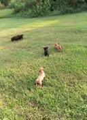 English Cocker Spaniel