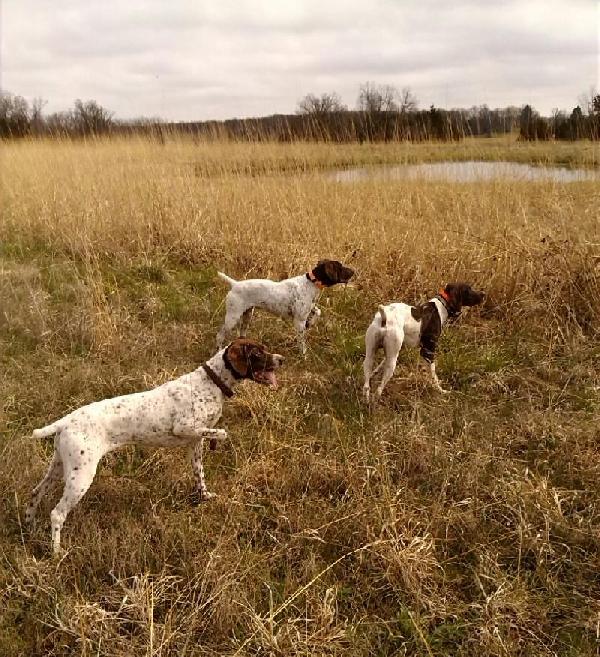 German Shorthaired Pointer
