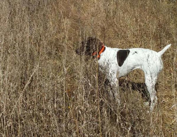 German Shorthaired Pointer