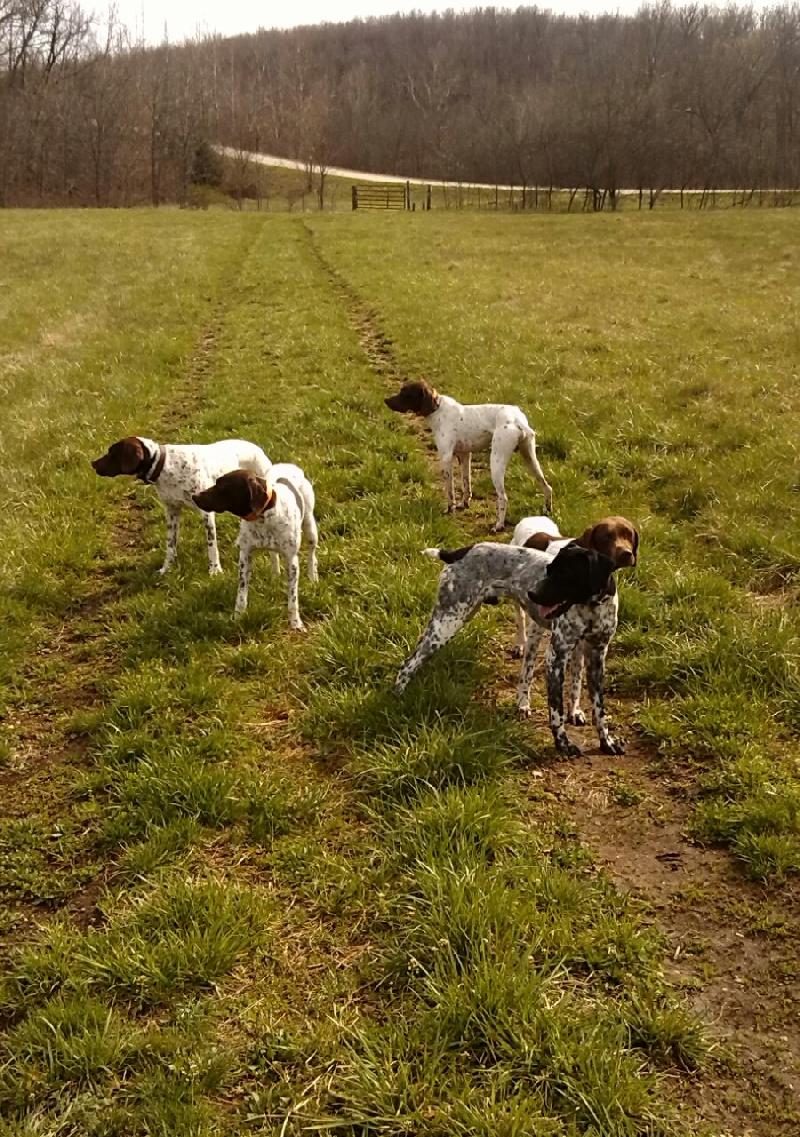 NO TITLE GIVEN German Shorthaired Pointer