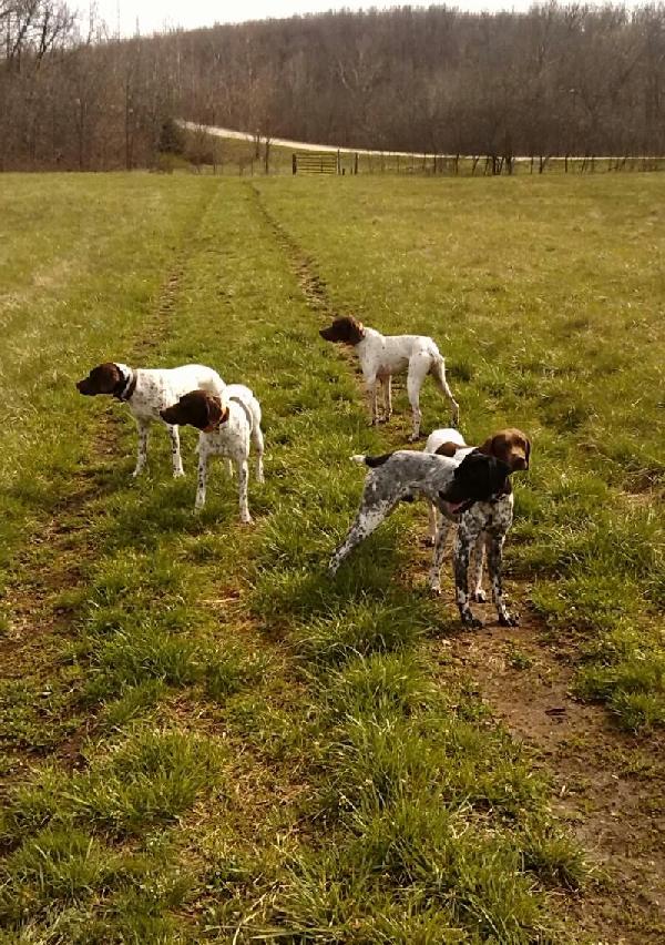 German Shorthaired Pointer