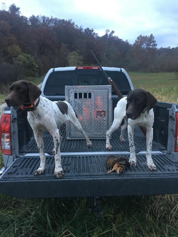German Shorthaired Pointer