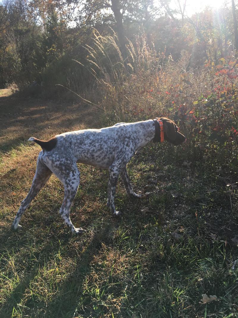 No title given German Shorthaired Pointer