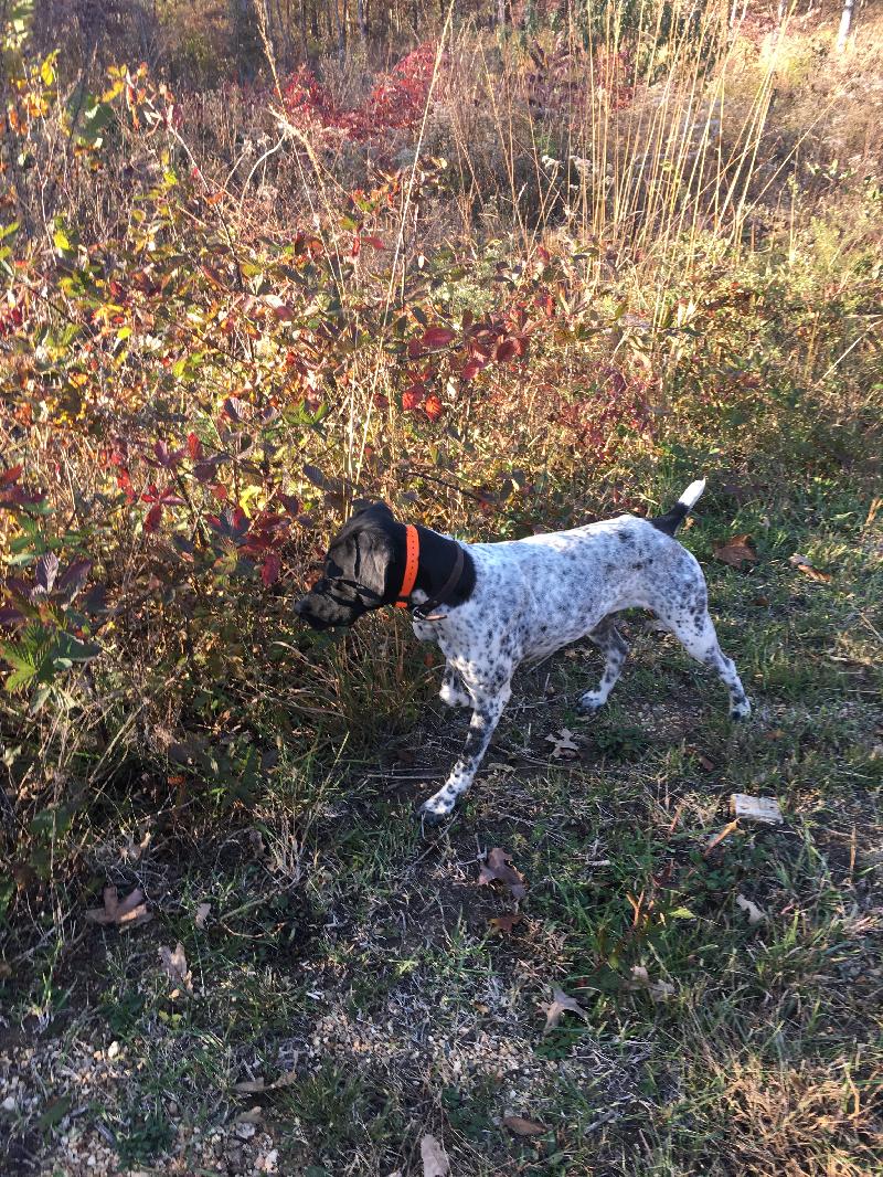 No title given German Shorthaired Pointer