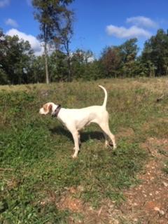 English Pointer
