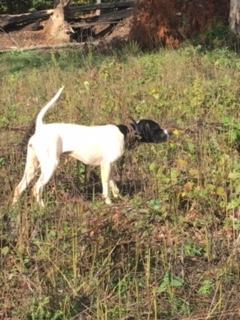 English Pointer