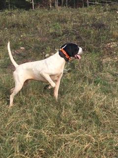English Pointer