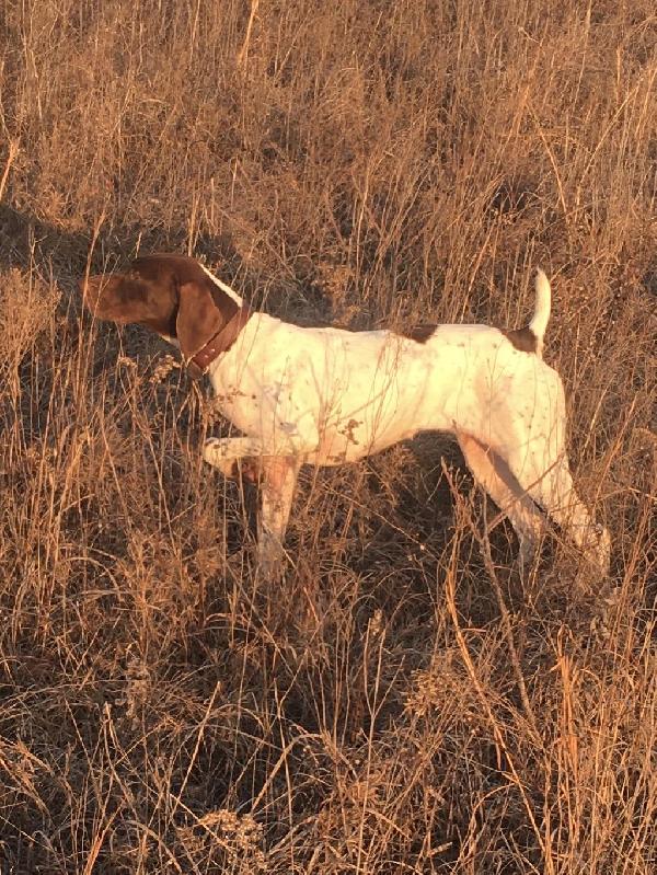 German Shorthaired Pointer