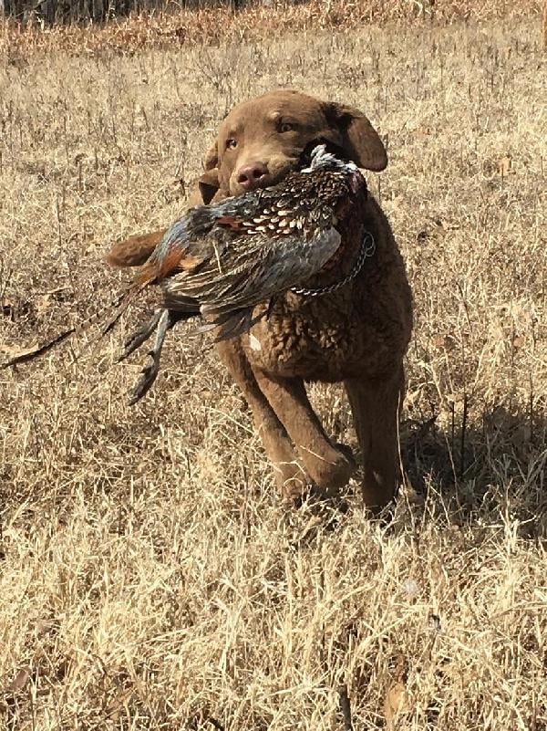 Chesapeake Bay Retriever