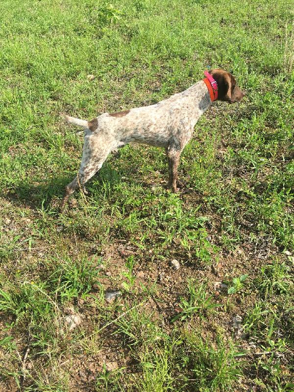 gsp-10-month-old-for-sale