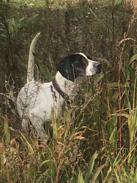 English Pointer