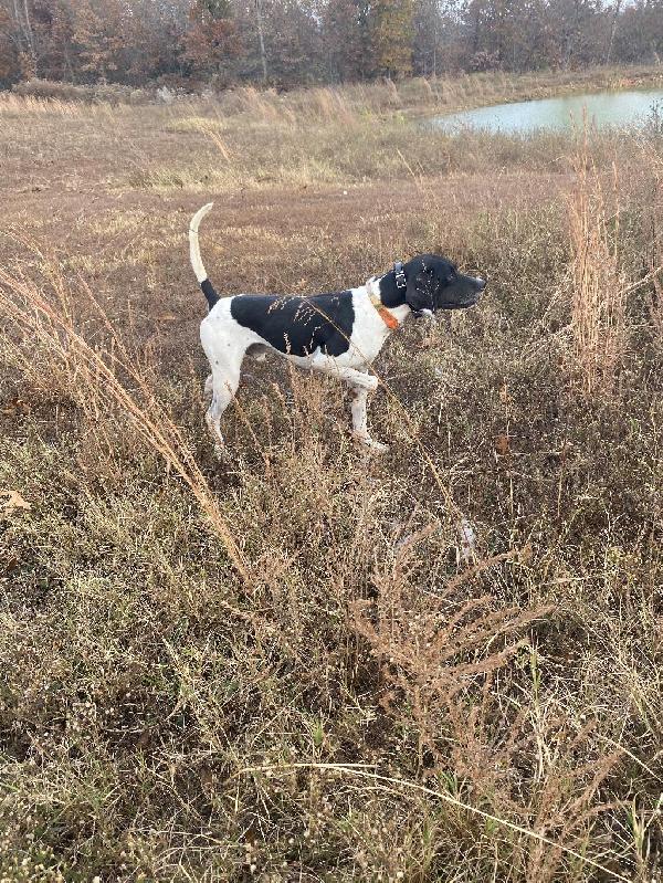 English Pointer