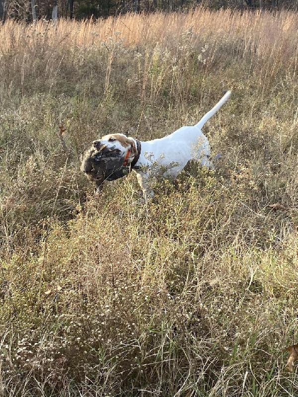 English Pointer