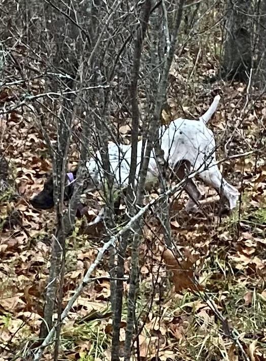 German Shorthaired Pointer