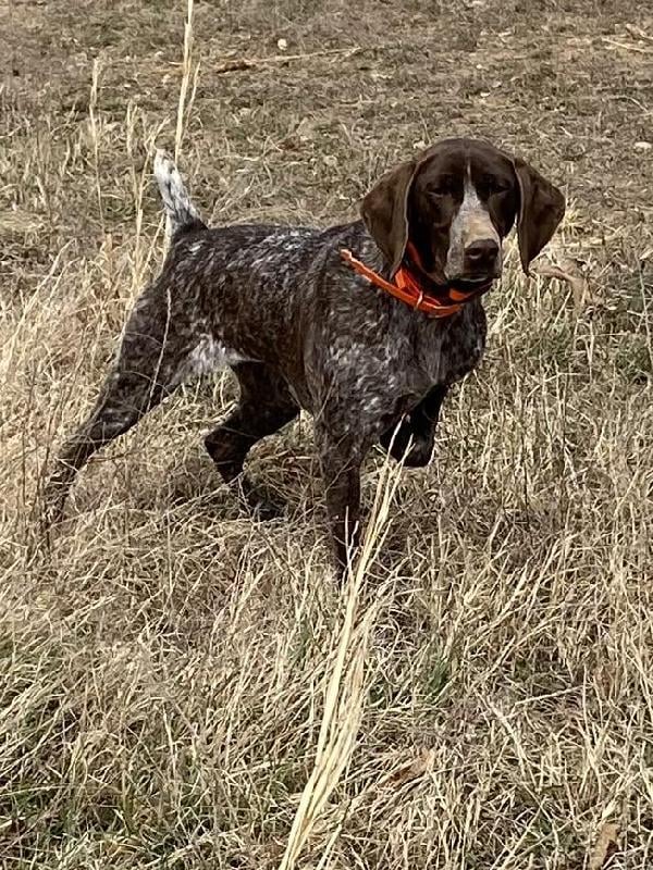 German Shorthaired Pointer