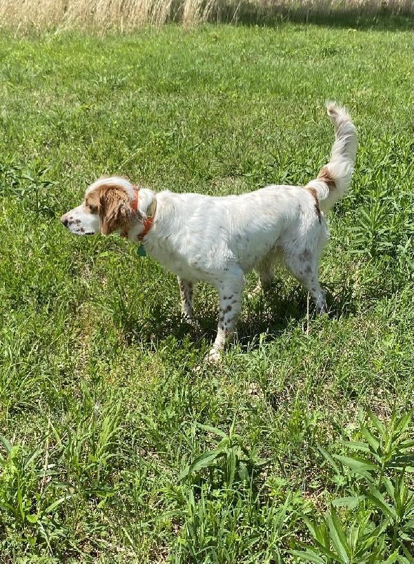 Llewellin Setter