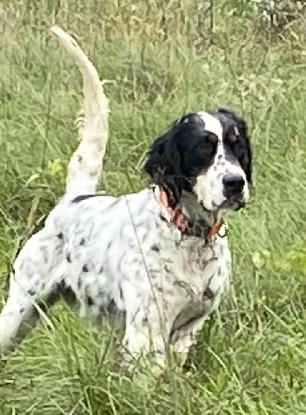 English Setter