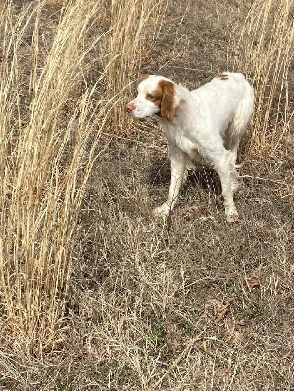 American Brittany