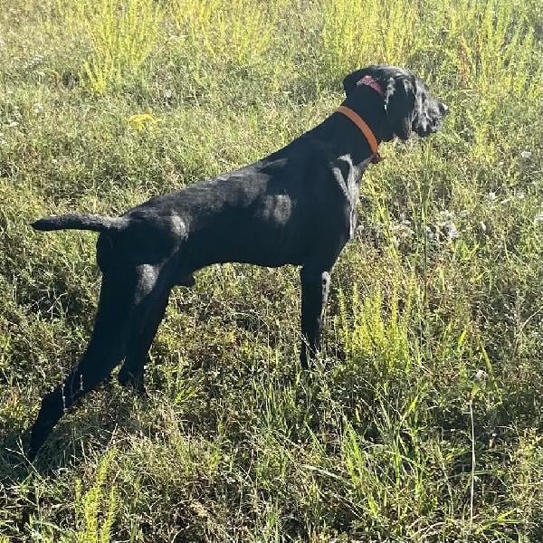 German Shorthaired Pointer