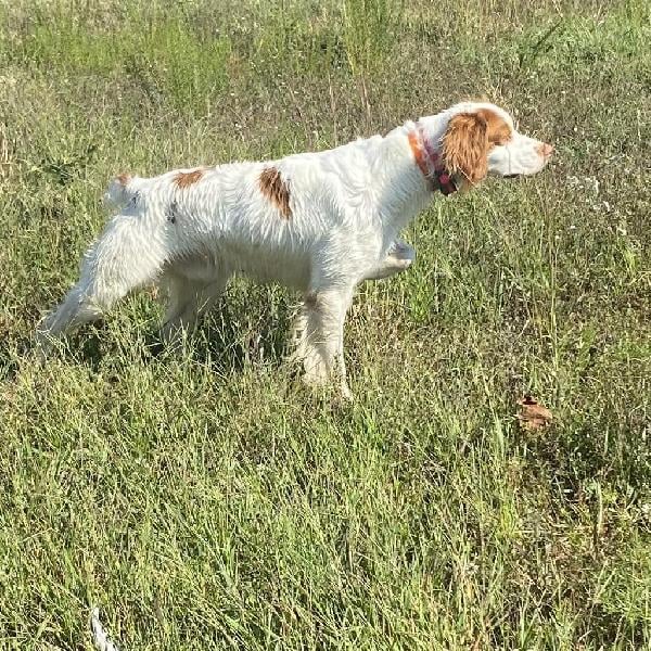 American Brittany
