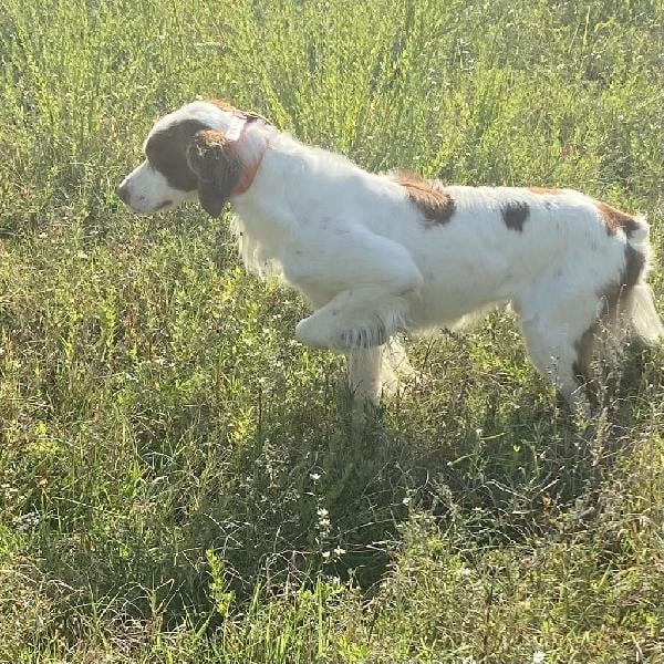 American Brittany