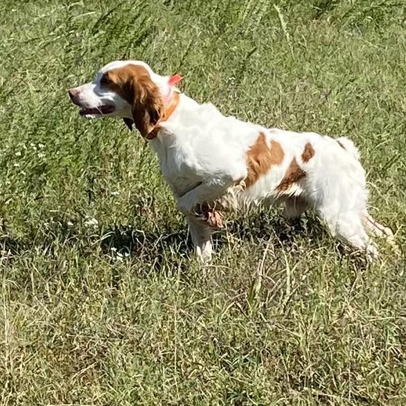 American Brittany
