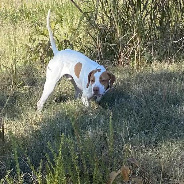 2 YEAR OLD MALE English Pointer