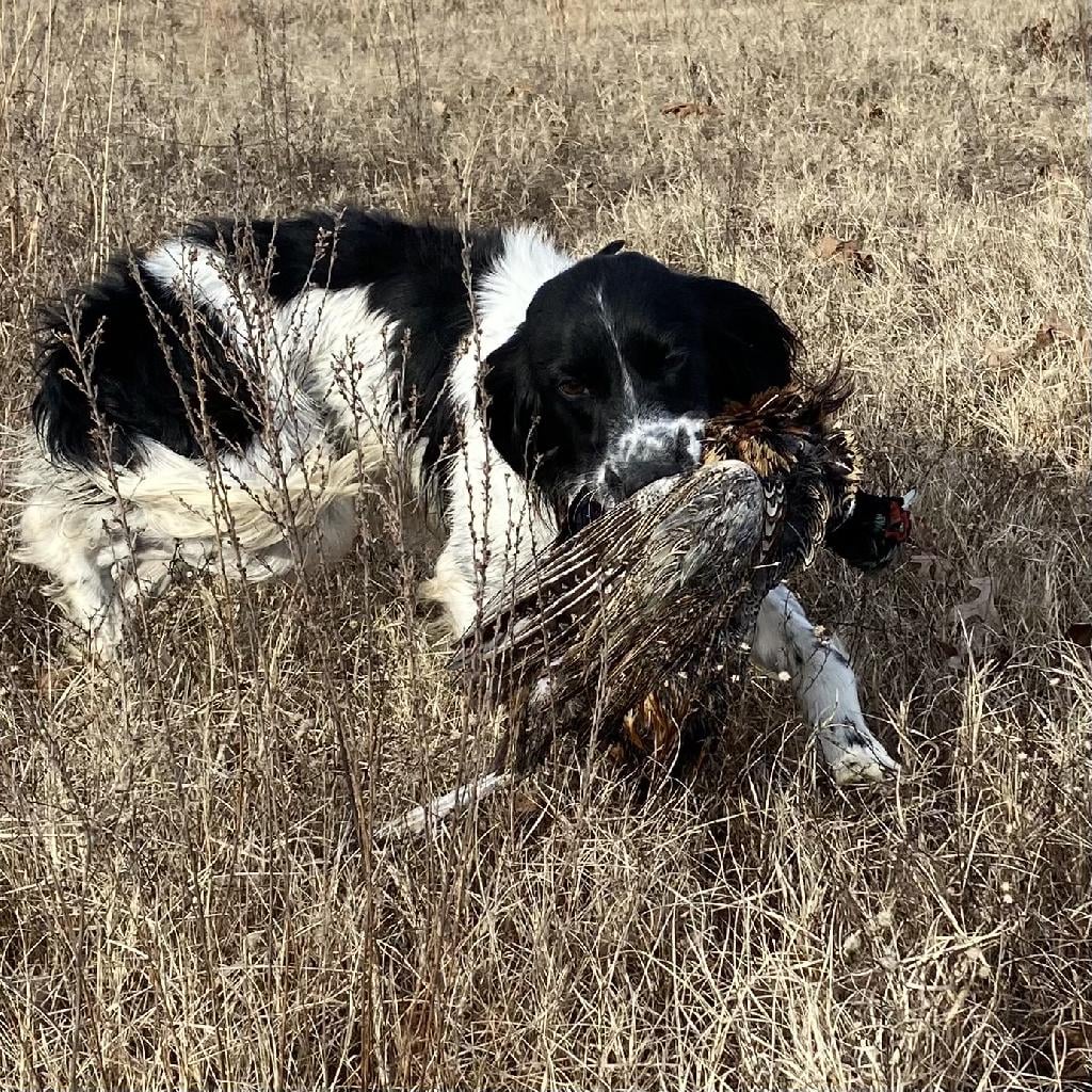 SPRINGER SPANIEL MALE English Springer Spaniel