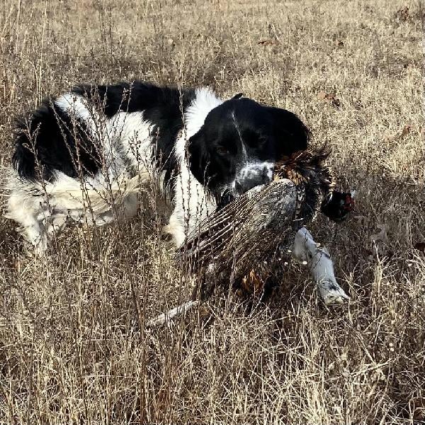 SPRINGER SPANIEL MALE English Springer Spaniel