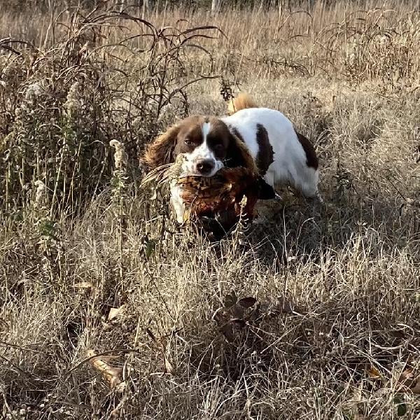 SPRINGER SPANIEL MALE English Springer Spaniel
