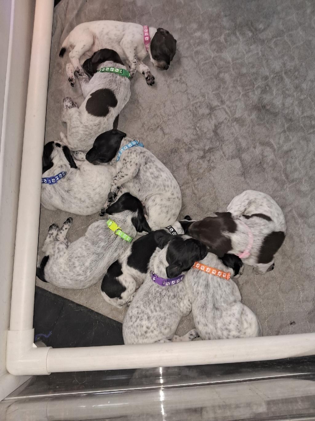 GSP PUPPIES German Shorthaired Pointer