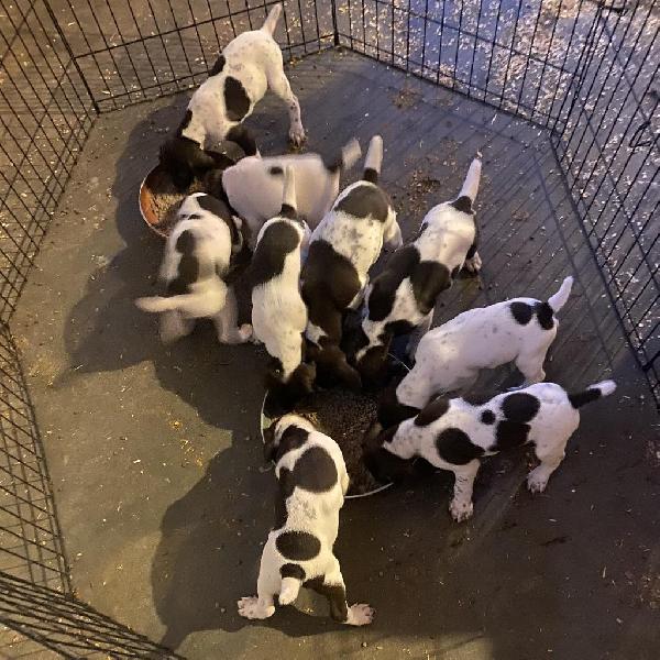 AKC GSP. PUPPIES German Shorthaired Pointer
