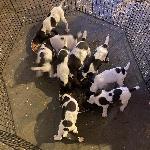 AKC  GSP. PUPPIES