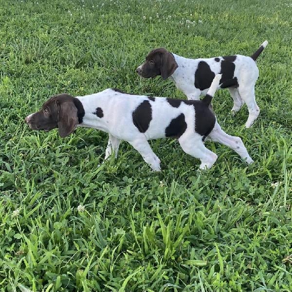 German Shorthaired Pointer