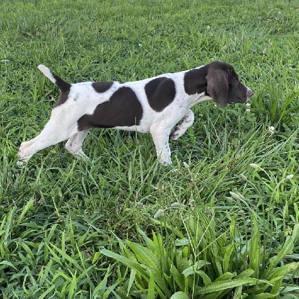 AKC GSP. PUPPIES German Shorthaired Pointer