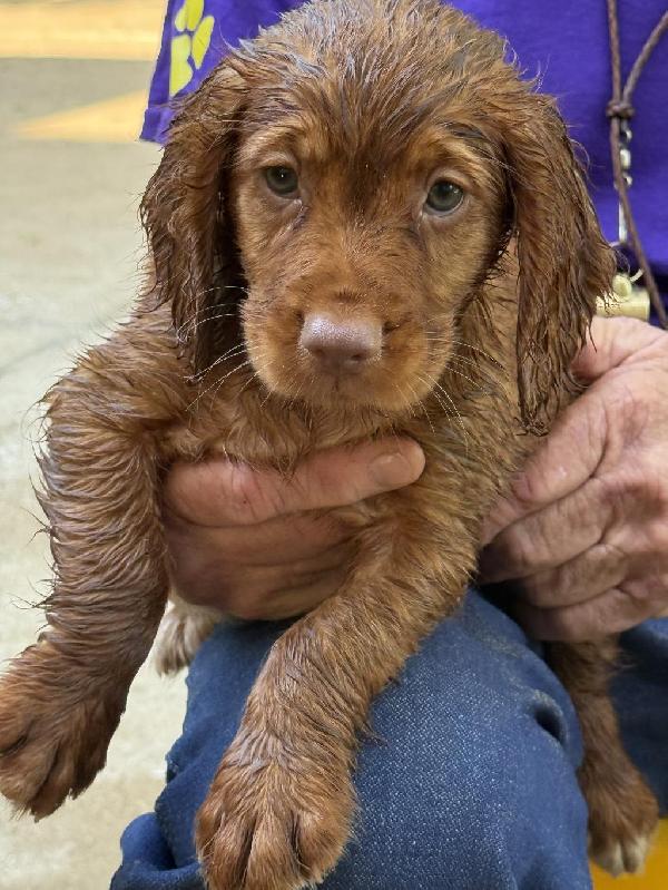 English Cocker Spaniel