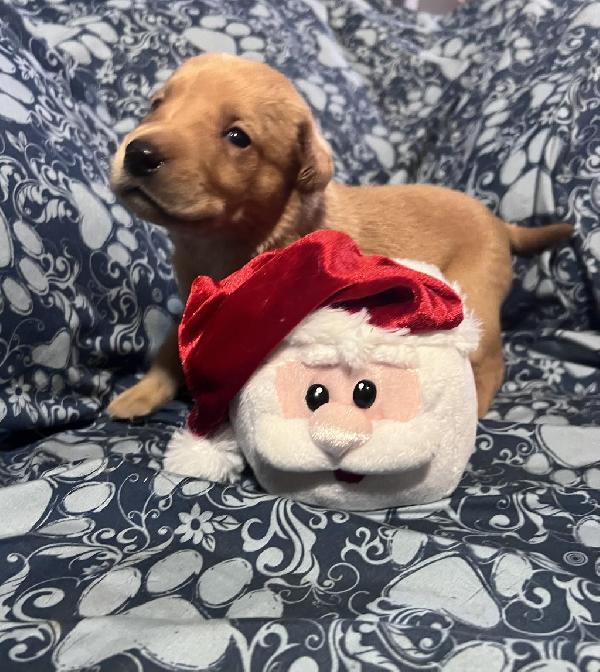 Labrador Retriever