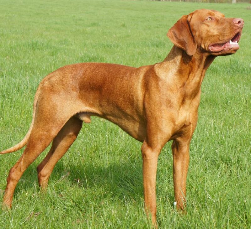 HUNGARIAN VISZLA PUPPIES