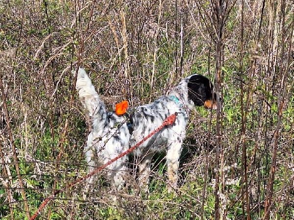 English Setter