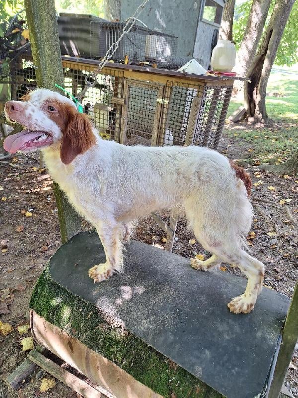 American Brittany