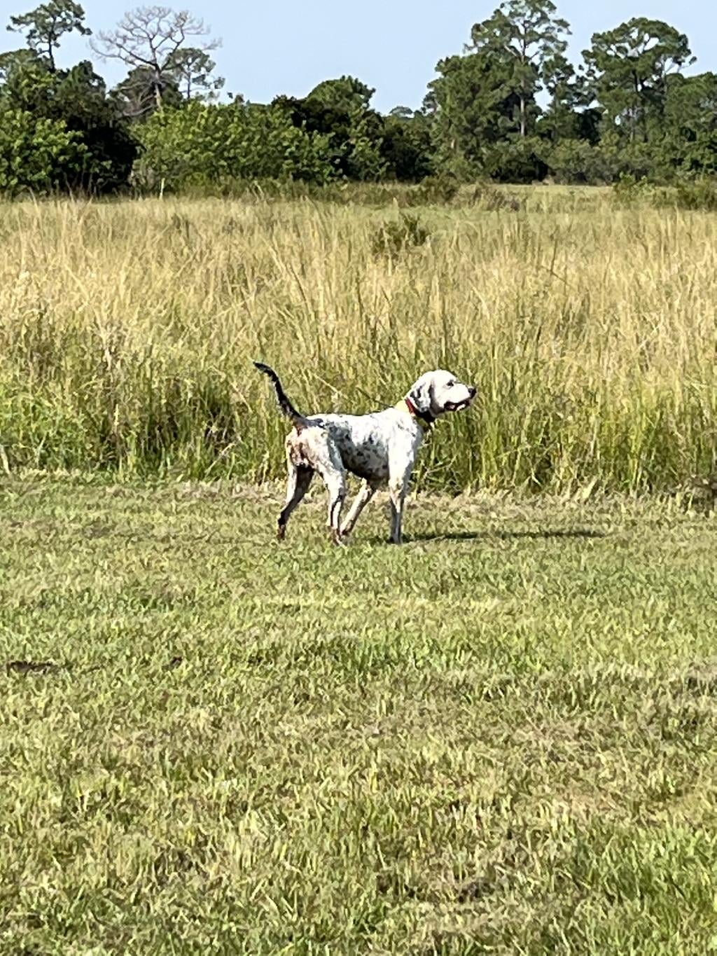 How Much Does A Started Hunting Dog Cost