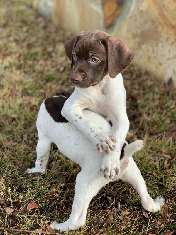 German Shorthaired Pointer